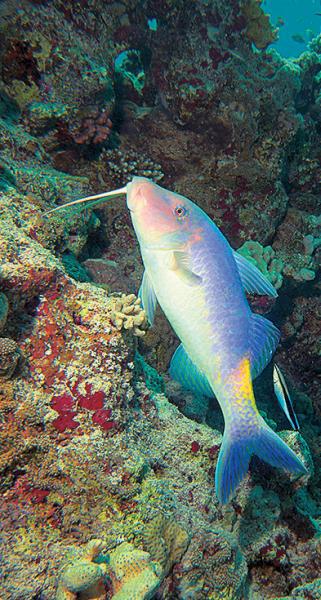 Дайвинг. Красное море i_112.jpg