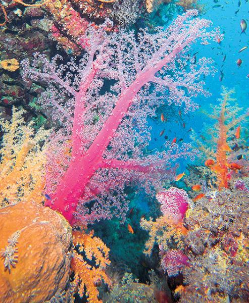 Дайвинг. Красное море i_133.jpg