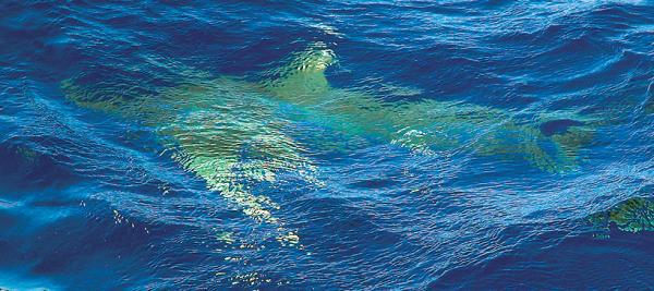 Дайвинг. Красное море i_135.jpg