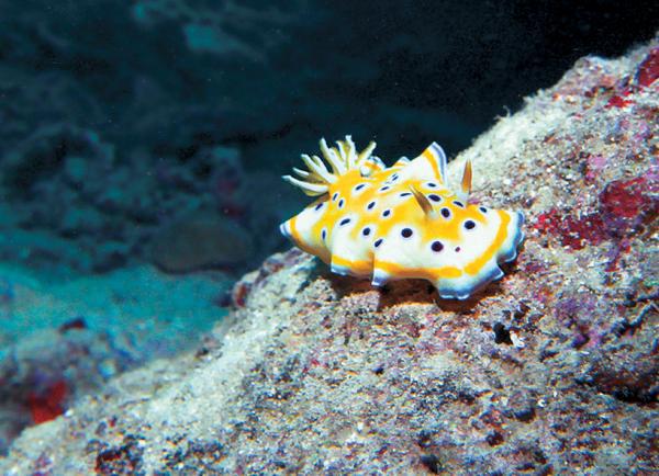 Дайвинг. Красное море i_138.jpg