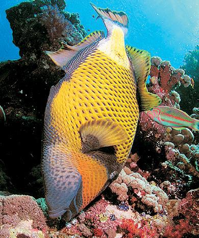Дайвинг. Красное море i_164.jpg