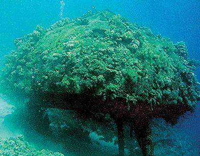 Дайвинг. Красное море i_173.jpg