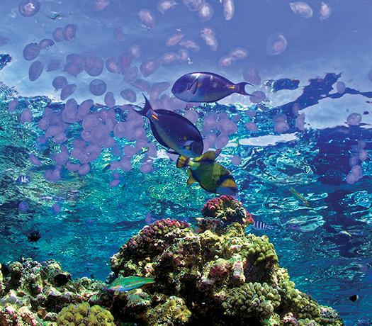 Дайвинг. Красное море i_184.jpg