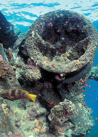 Дайвинг. Красное море i_193.jpg