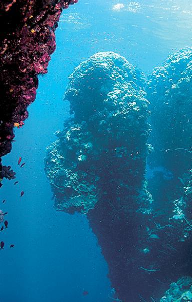 Дайвинг. Красное море i_196.jpg