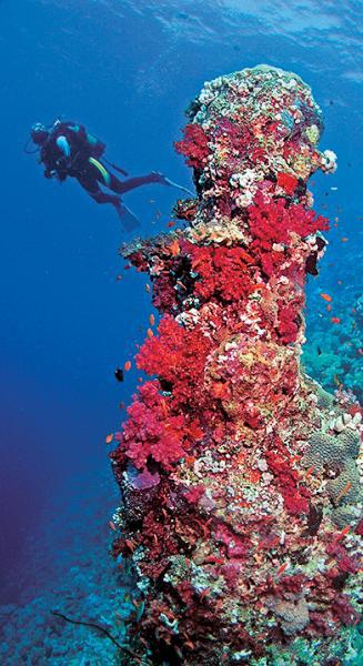 Дайвинг. Красное море i_199.jpg
