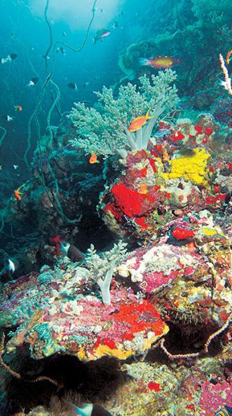 Дайвинг. Красное море i_202.jpg