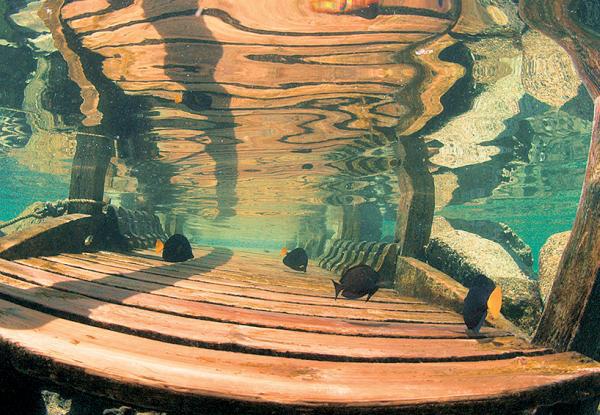 Дайвинг. Красное море i_207.jpg
