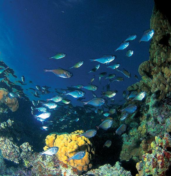 Дайвинг. Красное море i_027.jpg