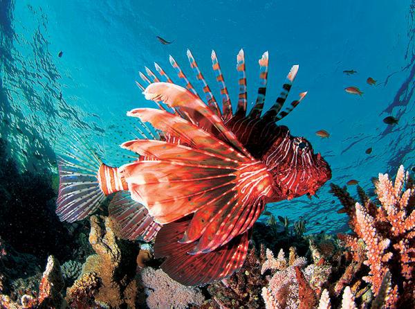 Дайвинг. Красное море i_028.jpg