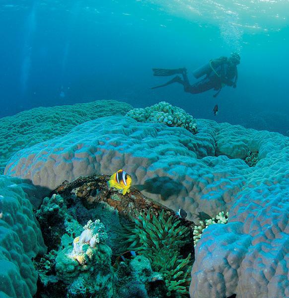 Дайвинг. Красное море i_035.jpg