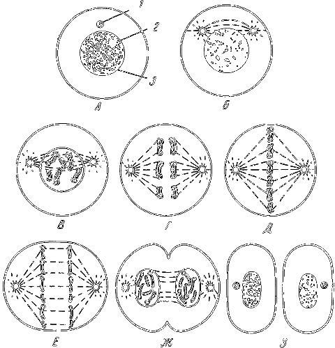 Краткая история биологии i_007.png
