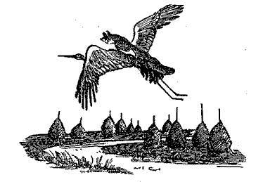Русские народные сказки (Сост. В. П. Аникин) _8.jpg