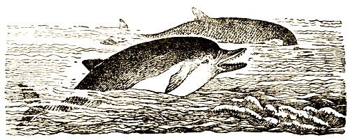 Доктор Айболит (с илл.) i_061.png