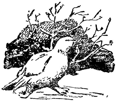 Солнечная Северяния i_005.png