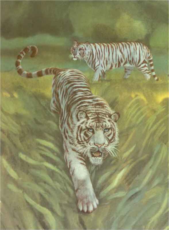 Коапп! коапп! коапп! вып. 6. i_031.jpg