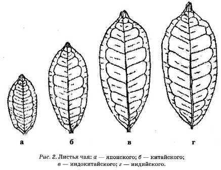 Энциклопедия целебного чая i_002.jpg