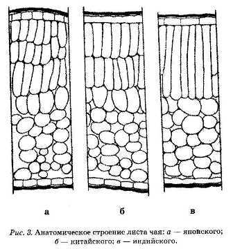 Энциклопедия целебного чая i_003.jpg
