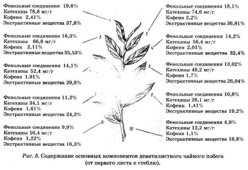 Энциклопедия целебного чая i_006.jpg