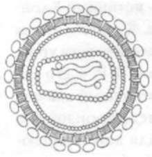 Альтернативная культура. Энциклопедия i_037.jpg