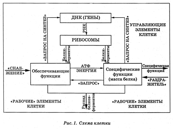 Энциклопедия Амосова. Алгоритм здоровья i_002.png
