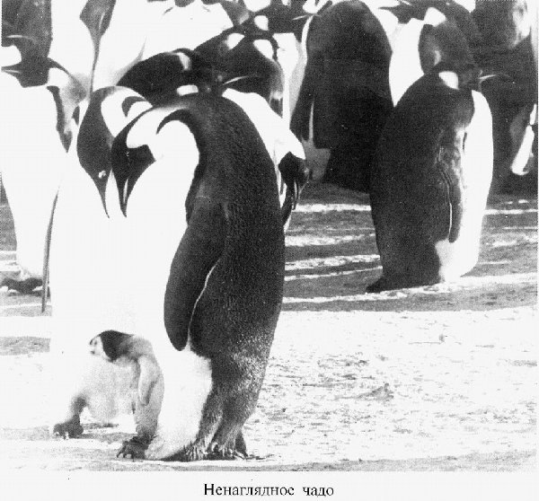 С Антарктидой — только на Вы _56.jpg