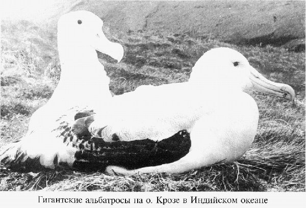 С Антарктидой — только на Вы _59.jpg