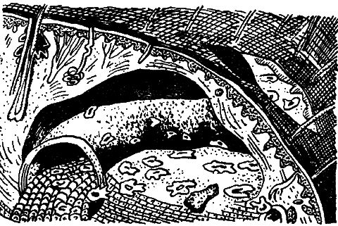 Мечников p_003.png