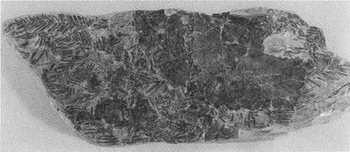 Русанов i_063.jpg