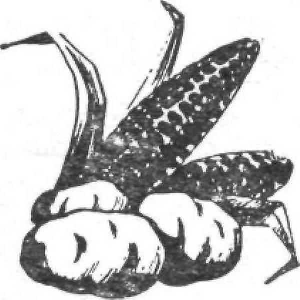 Тайны продуктов питания img122A.jpg