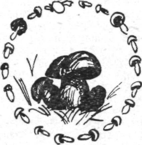 Тайны продуктов питания img19AB.jpg