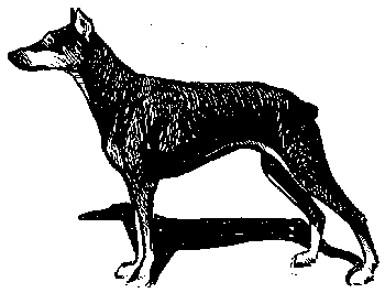 Вы и Ваш друг Рэкс _38.png