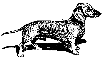 Вы и Ваш друг Рэкс _44.png