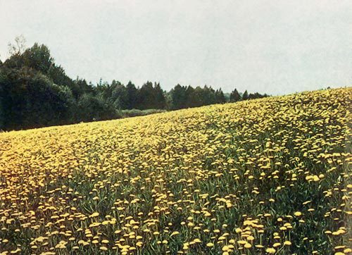 Вересковый край i_025.jpg