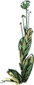 Длинные уши в траве. История косули Рыжки nonjpegpng__02.png