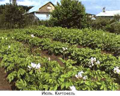 Не мешай огороду лопатой и плугом p21.jpg