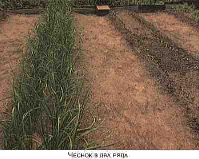 Не мешай огороду лопатой и плугом p25.jpg