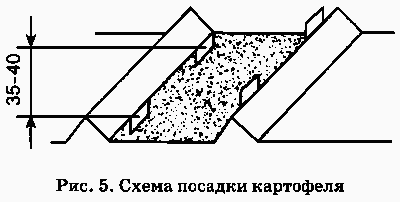 Не мешай огороду лопатой и плугом Ris.5.png