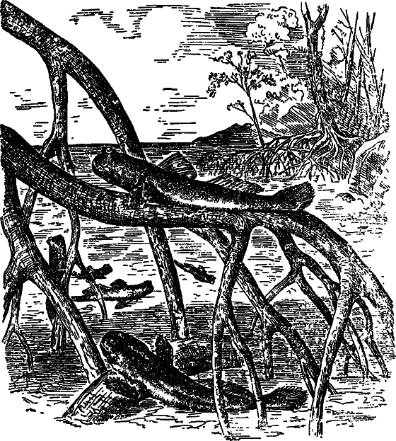 Как возникла и развилась жизнь на Земле i_023.png