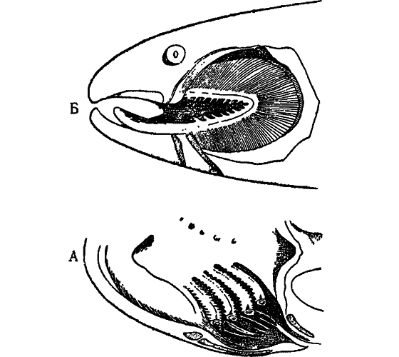 Как возникла и развилась жизнь на Земле i_024.png