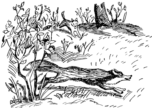 Енот, нутрията и другие зверята i_019.png