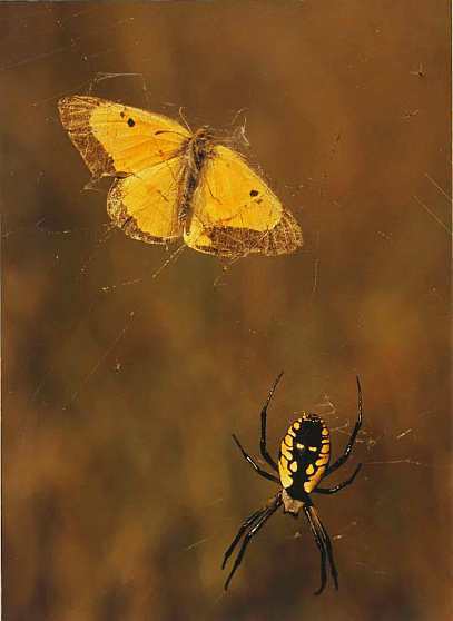 Пауки i_004.jpg