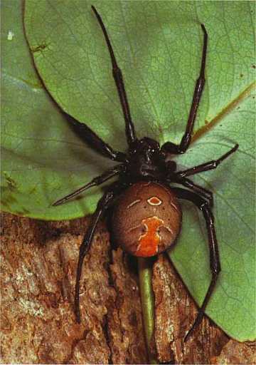 Пауки i_007.jpg