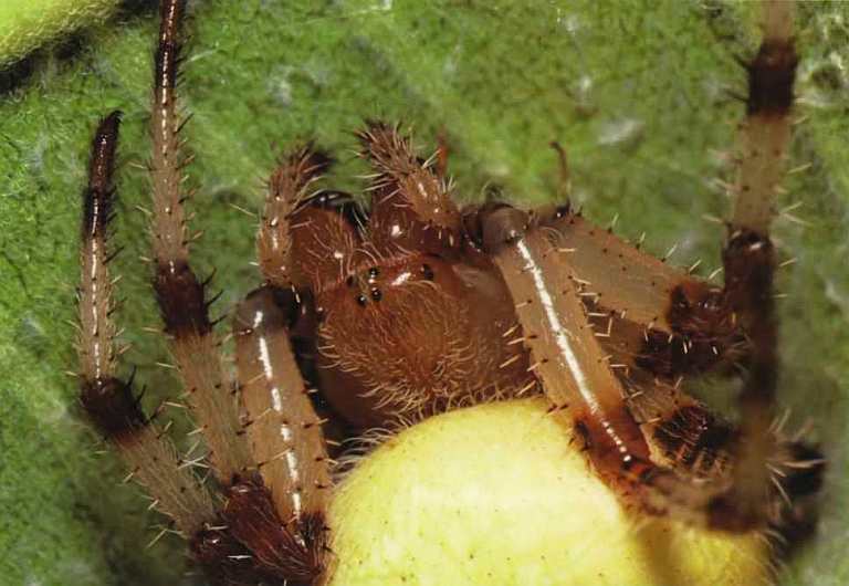Пауки i_009.jpg