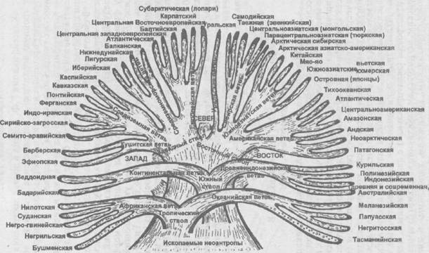 Антропология. Хрестоматия i_043.jpg