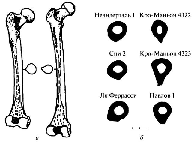 Неандертальцы: история несостоявшегося человечества img_02_24.jpg