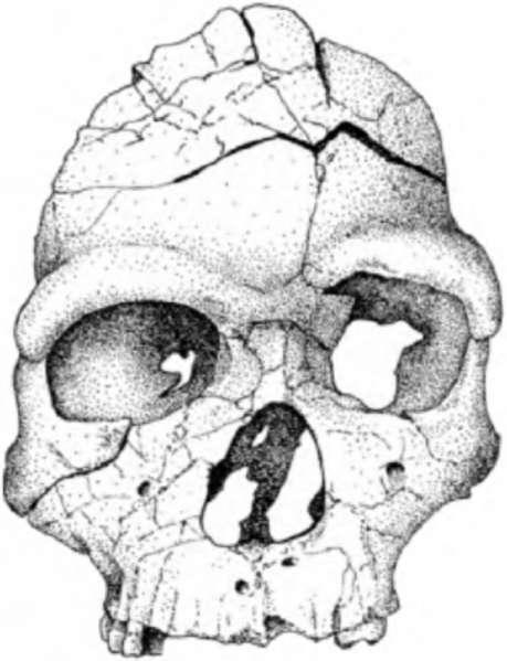 Неандертальцы: история несостоявшегося человечества img_03_08.jpg