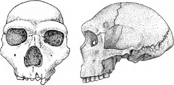 Неандертальцы: история несостоявшегося человечества img_03_09.jpg