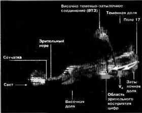 Рождение разума. Загадки нашего сознания img_18.jpeg