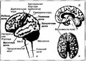 Рождение разума. Загадки нашего сознания img_1.jpeg